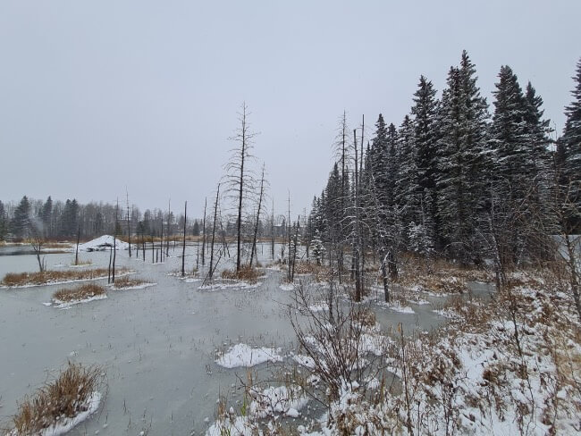 Beaver Boardwalk (Hinton)