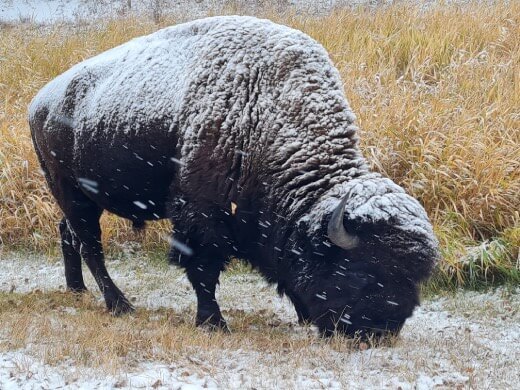 Bison (Elk Island)